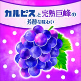 Calpis Concentrated Milk Grape flavor 470ml for 15 cups Calpico