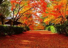 Autumn leaves spots 2025 in Japan
