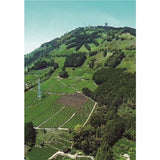Kakegawa Green Tea bag 40 bags Kunitaro